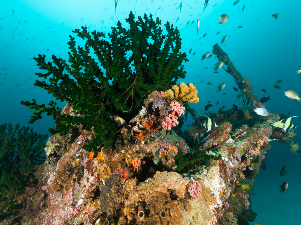 Scheepswrak voor de kust van Manokwari, West-Papoea - Undiscovered.nl