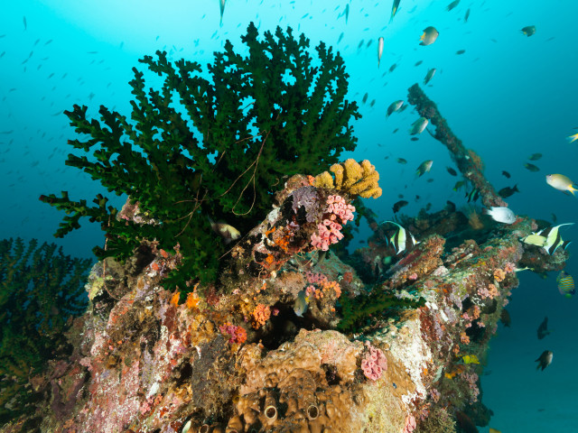 Scheepswrak voor de kust van Manokwari, West-Papoea - Undiscovered.nl