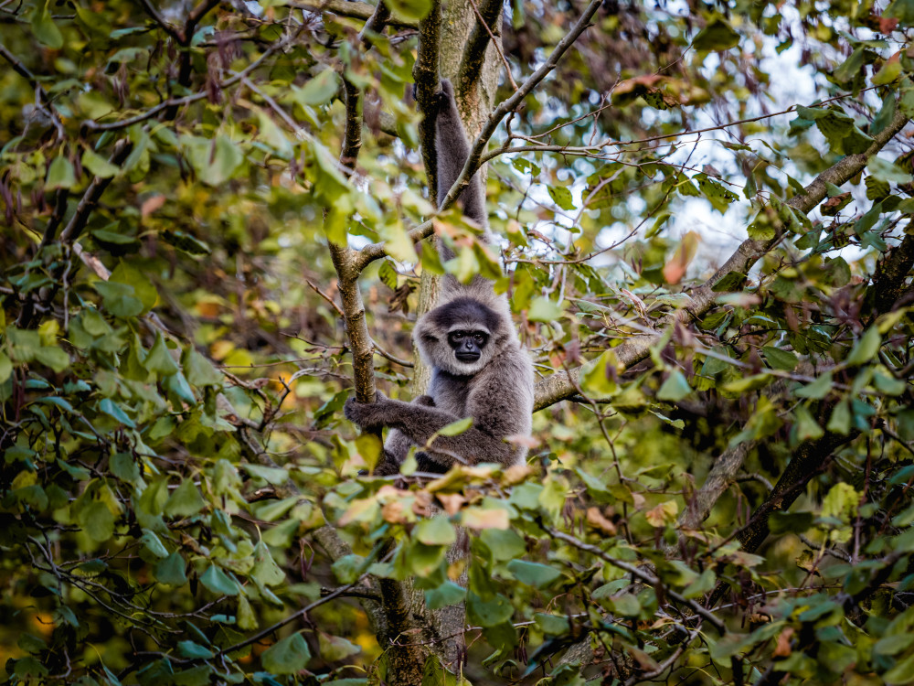 Borneogibbon, Borneo - Undiscovered.nl