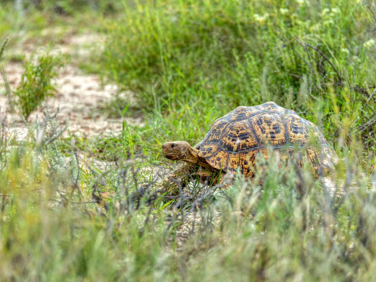 Luipaardschildpad Namibië - Undiscovered.nl