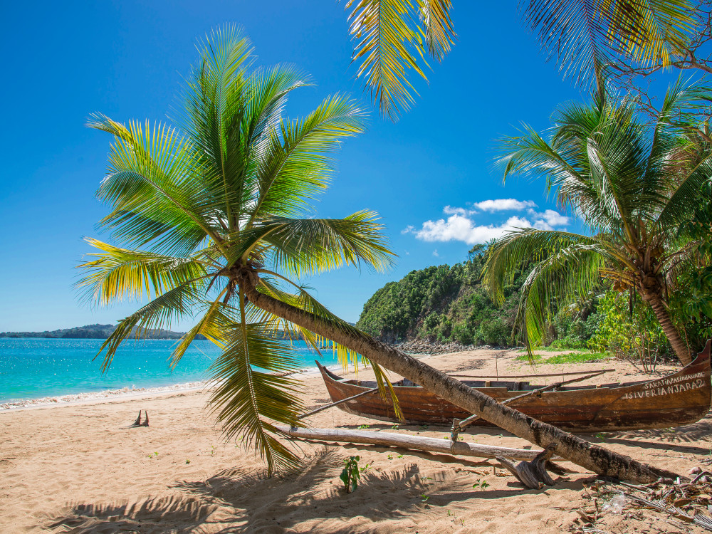Palmbomen in Madagascar - Undiscovered.nl
