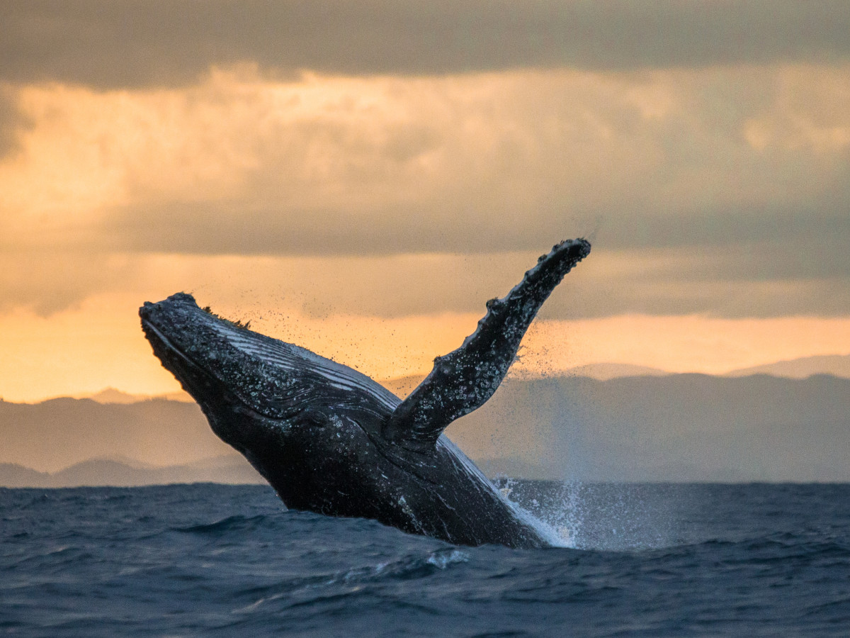 Bultrug, Madagascar - Undiscovered.nl