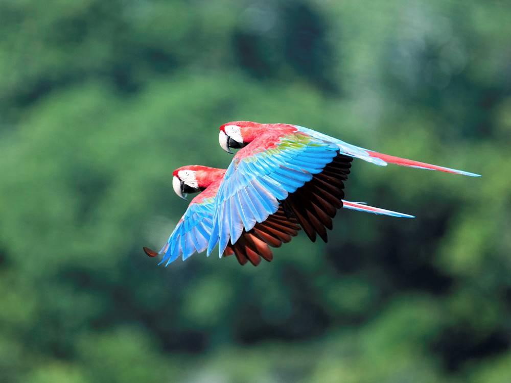 Papegaaien in Belize - Undiscovered.nl