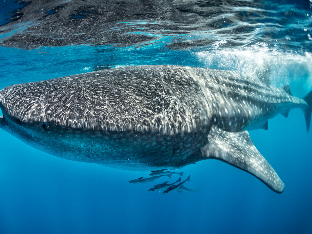 Walvishaai in Madagascar - Undiscovered.nl