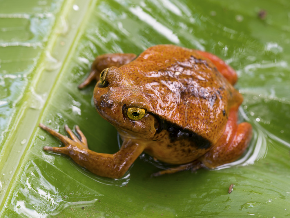 Kikker in Madagascar - Undiscovered.nl