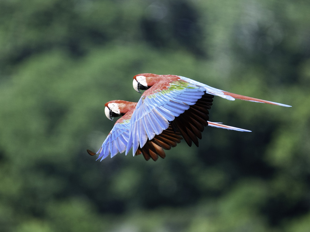 Papegaaien in Guatemala - Undiscovered.nl