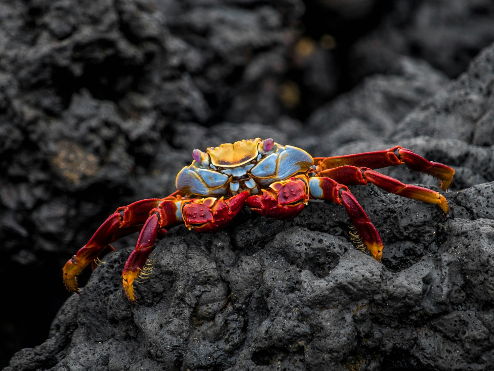 Krab in Ecuador - Undiscovered.nl