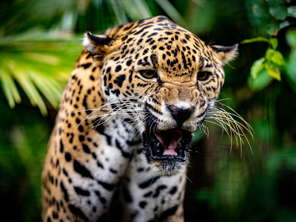 Jaguar in Belize - Undiscovered.nl