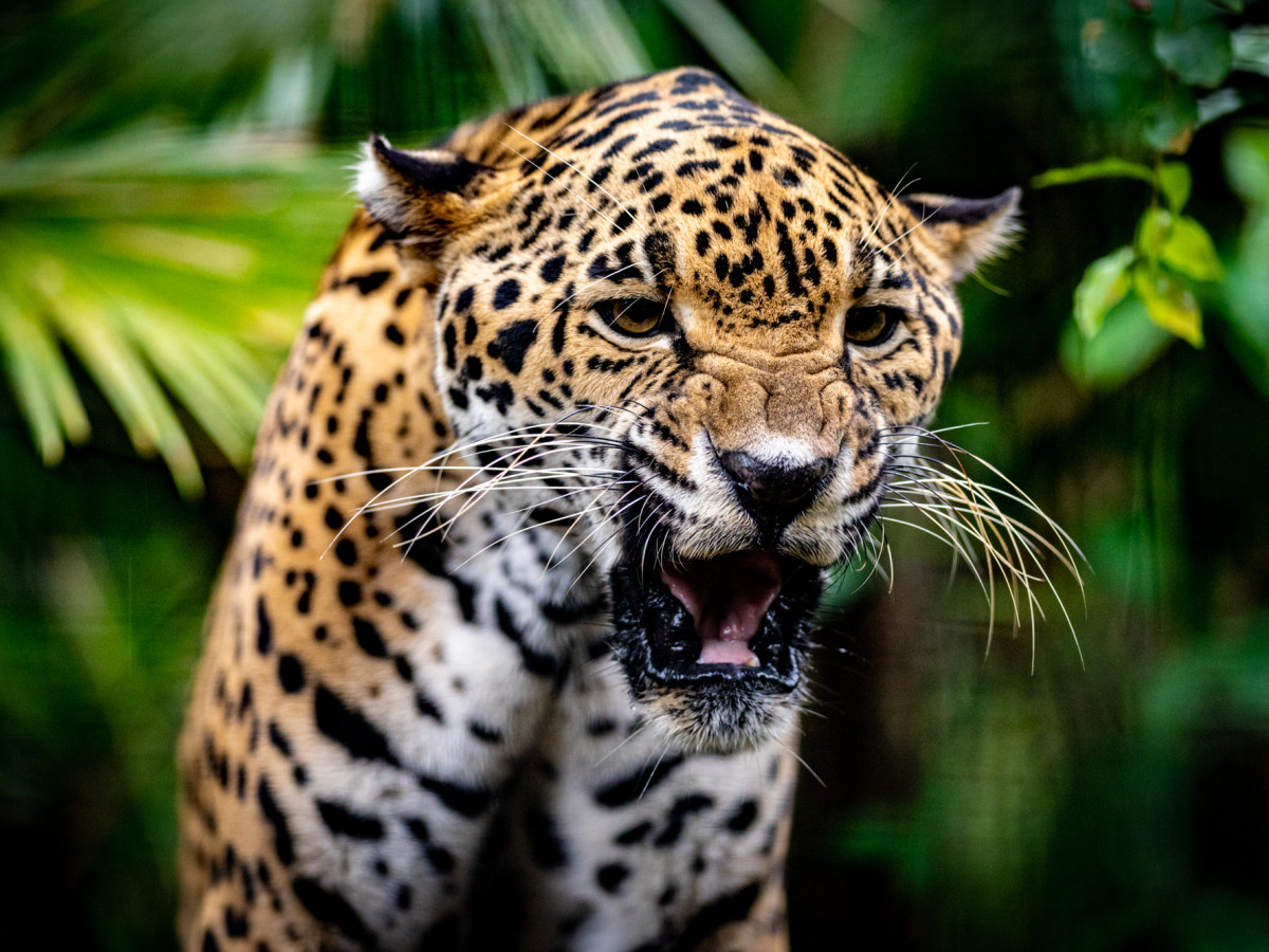 Jaguar in Belize - Undiscovered.nl