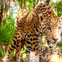 Jaguar in Belize - Undiscovered.nl