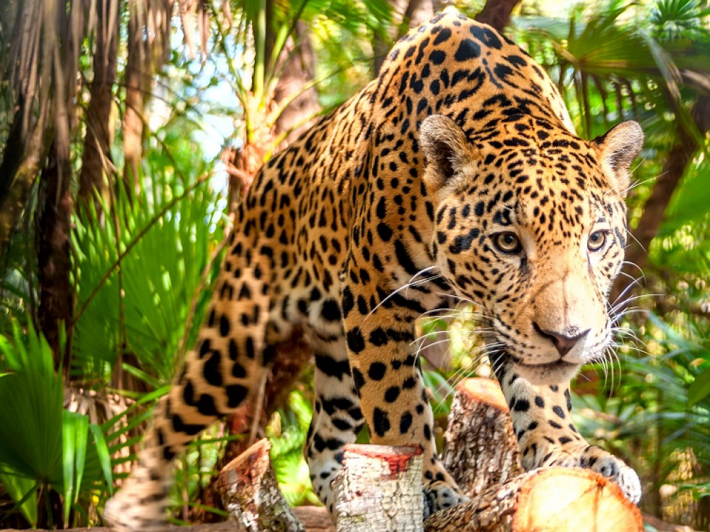 Jaguar in Belize - Undiscovered.nl