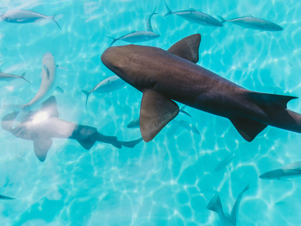 Verpleegsterhaaien - Undiscovered.nl