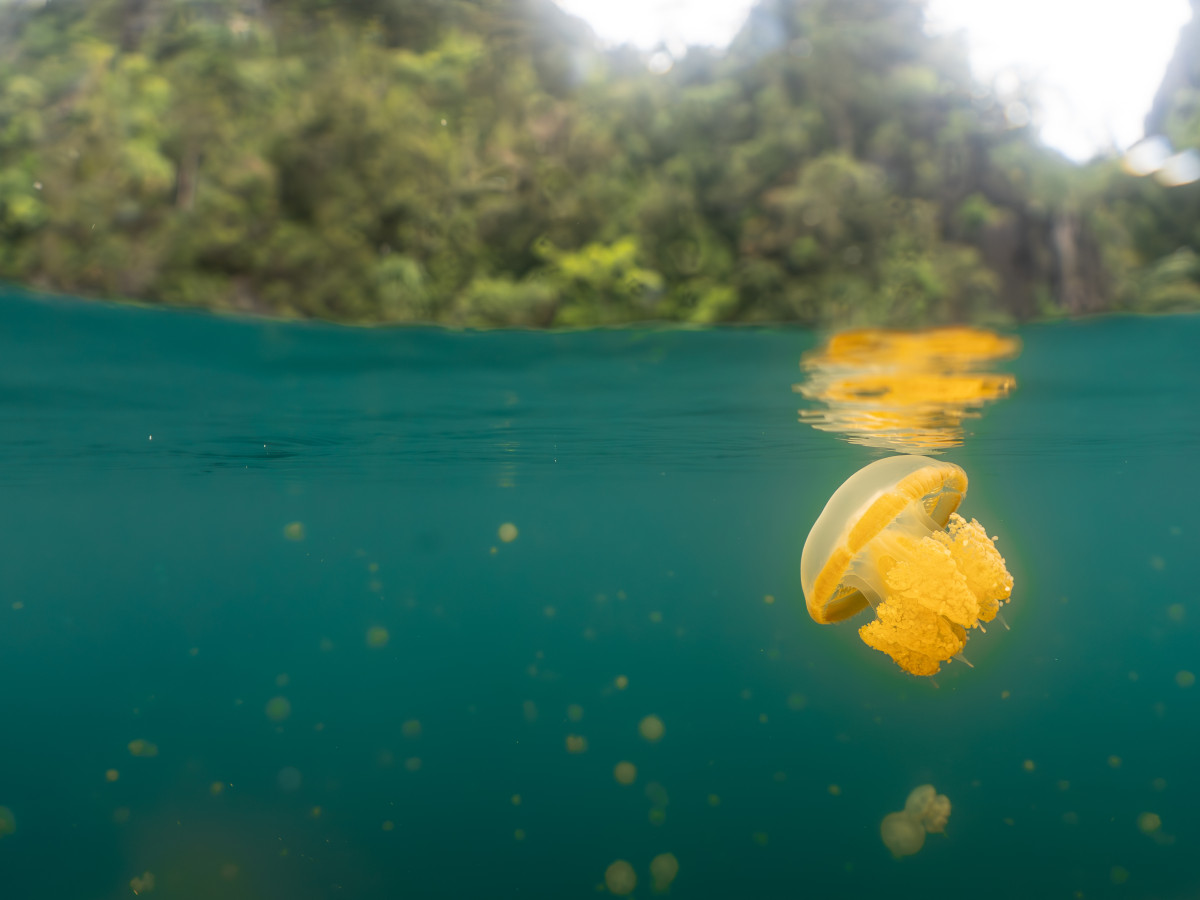 Jellyfish Lake, door Iris Uijttewaal - Undiscovered.nl