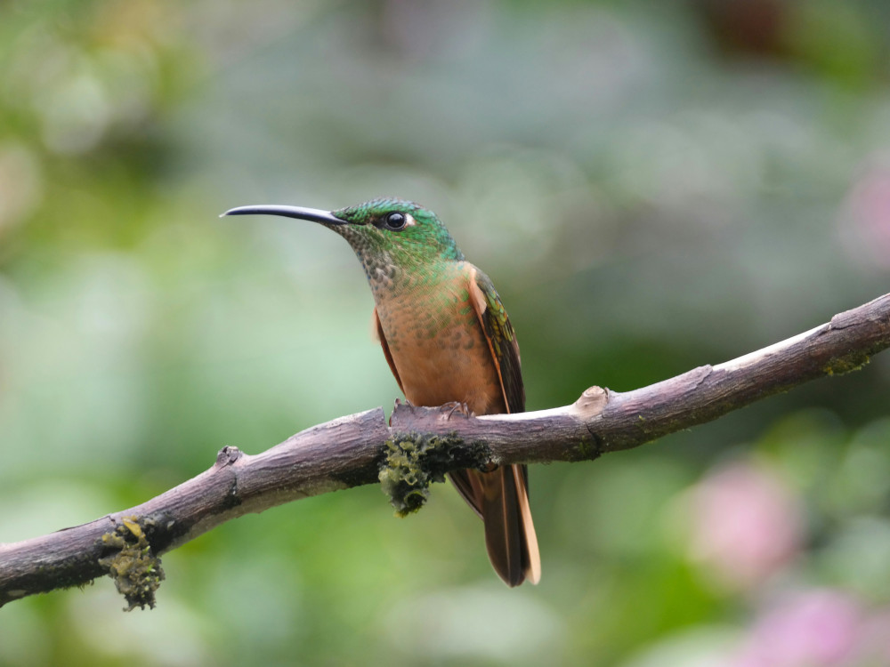 Vogelspotten in Ecuador - Undiscovered.nl