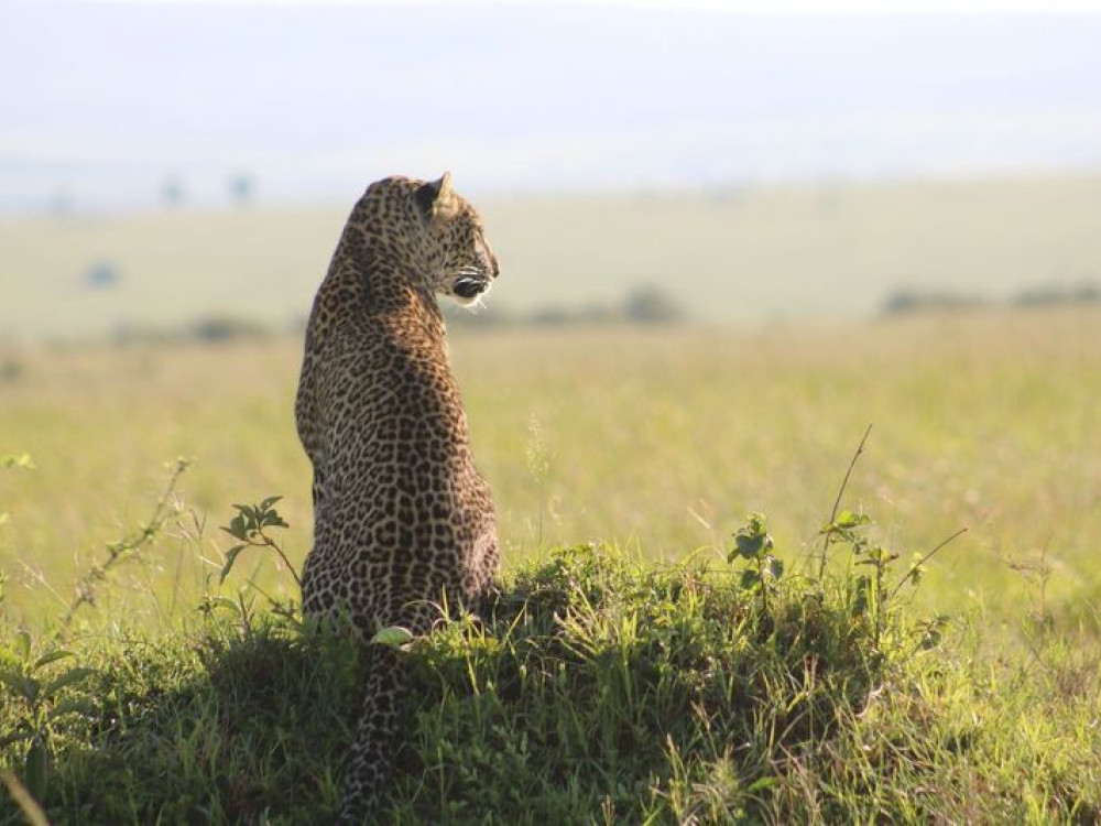 Masai Mara Kenia - Undiscovered.nl