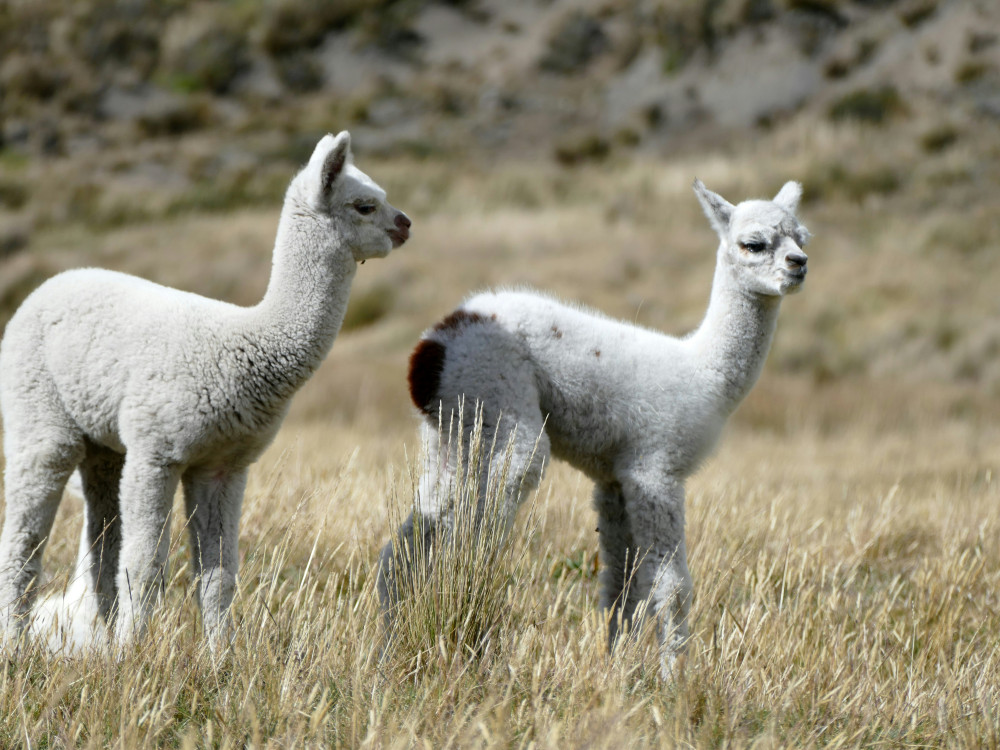 Alpaca's in Ecuador - Undiscovered.nl