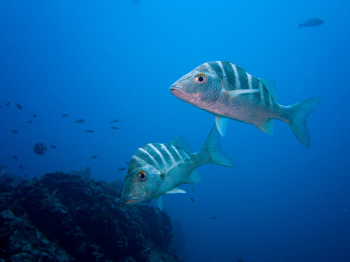 Duiken bij Little Corn Island - Undiscovered.nl
