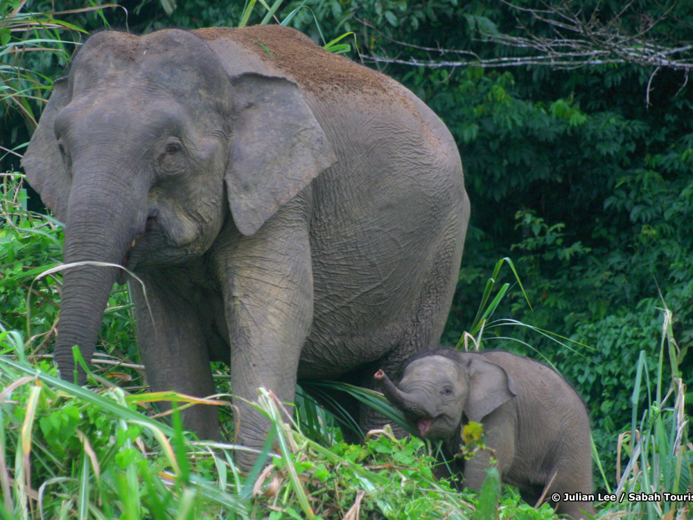 Olifanten in Kinabatangan, Borneo - Undiscovered.nl