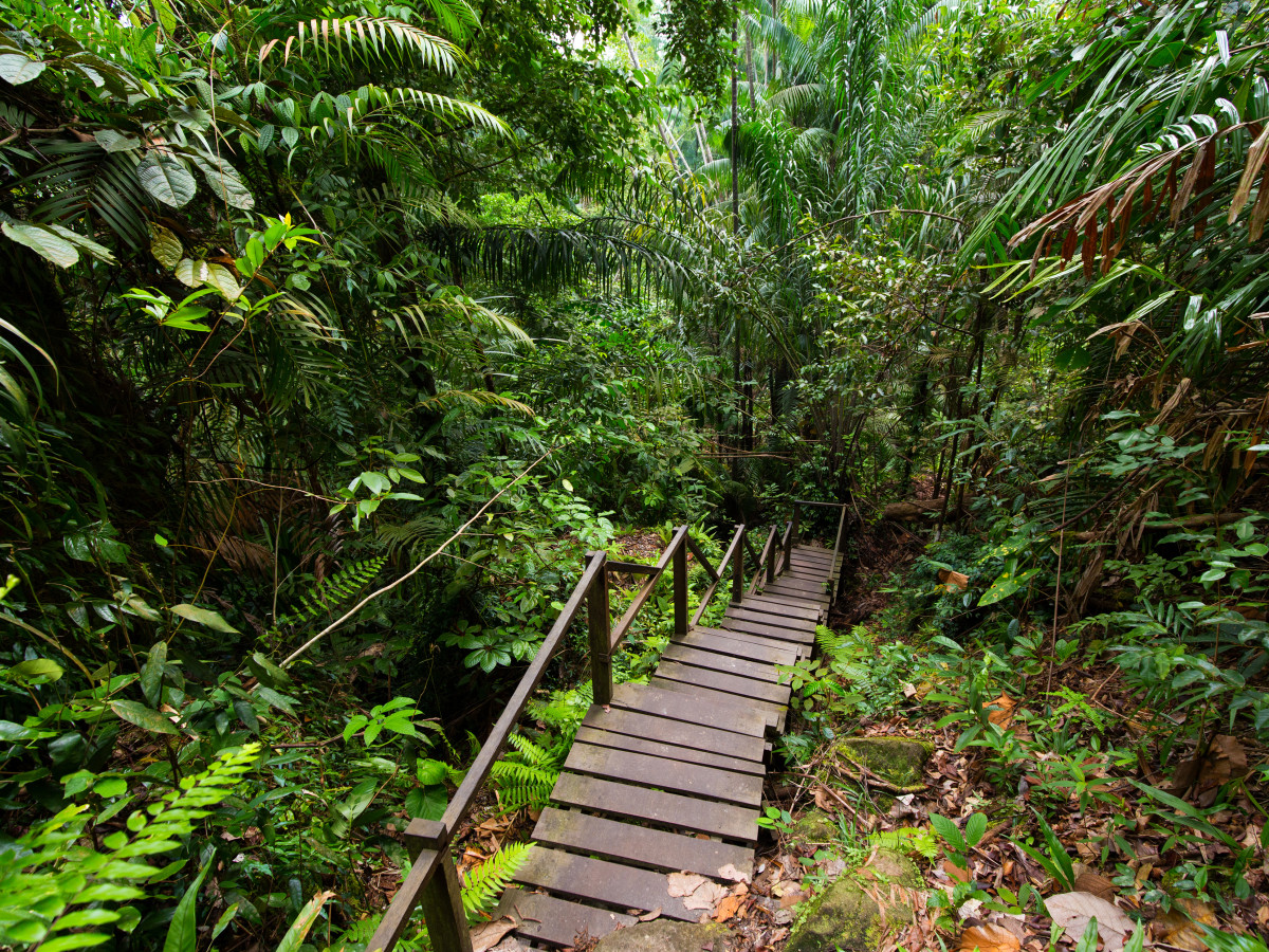 Jungle Bako National Park, Borneo - Undiscovered.nl