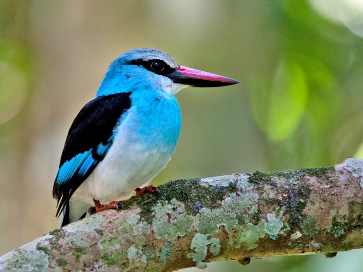 Oeganda Kibali National Park - Undiscovered.nl