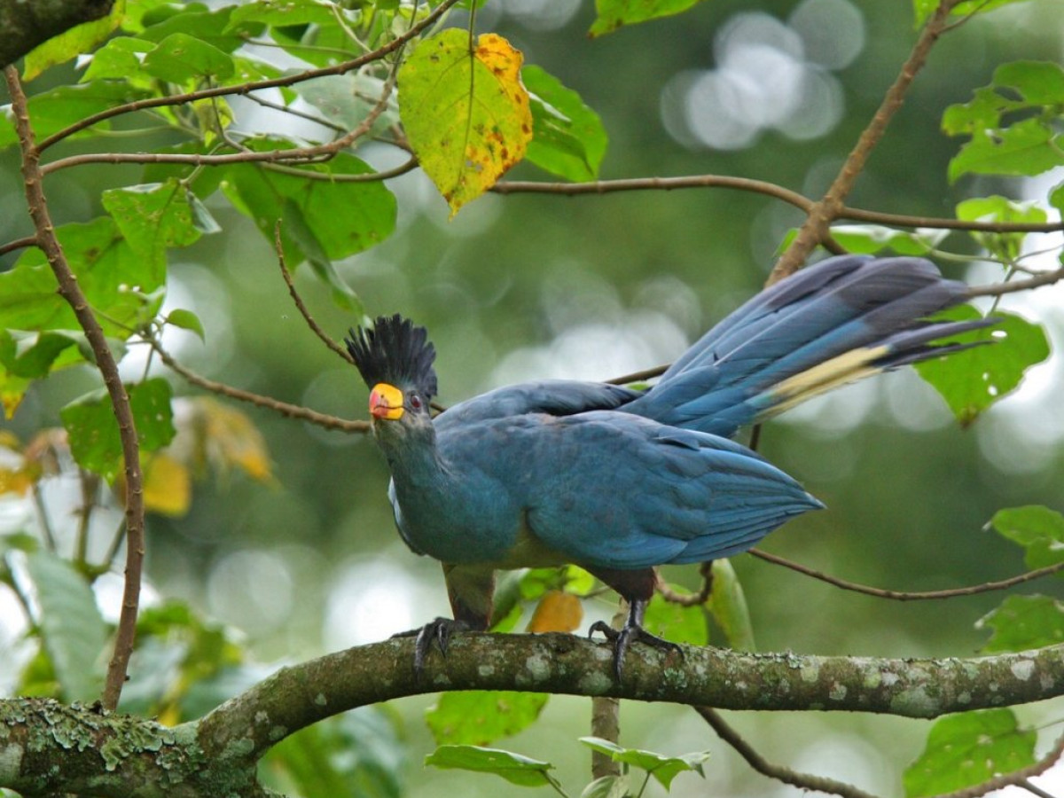 Oeganda Kibali National Park - Undiscovered.nl