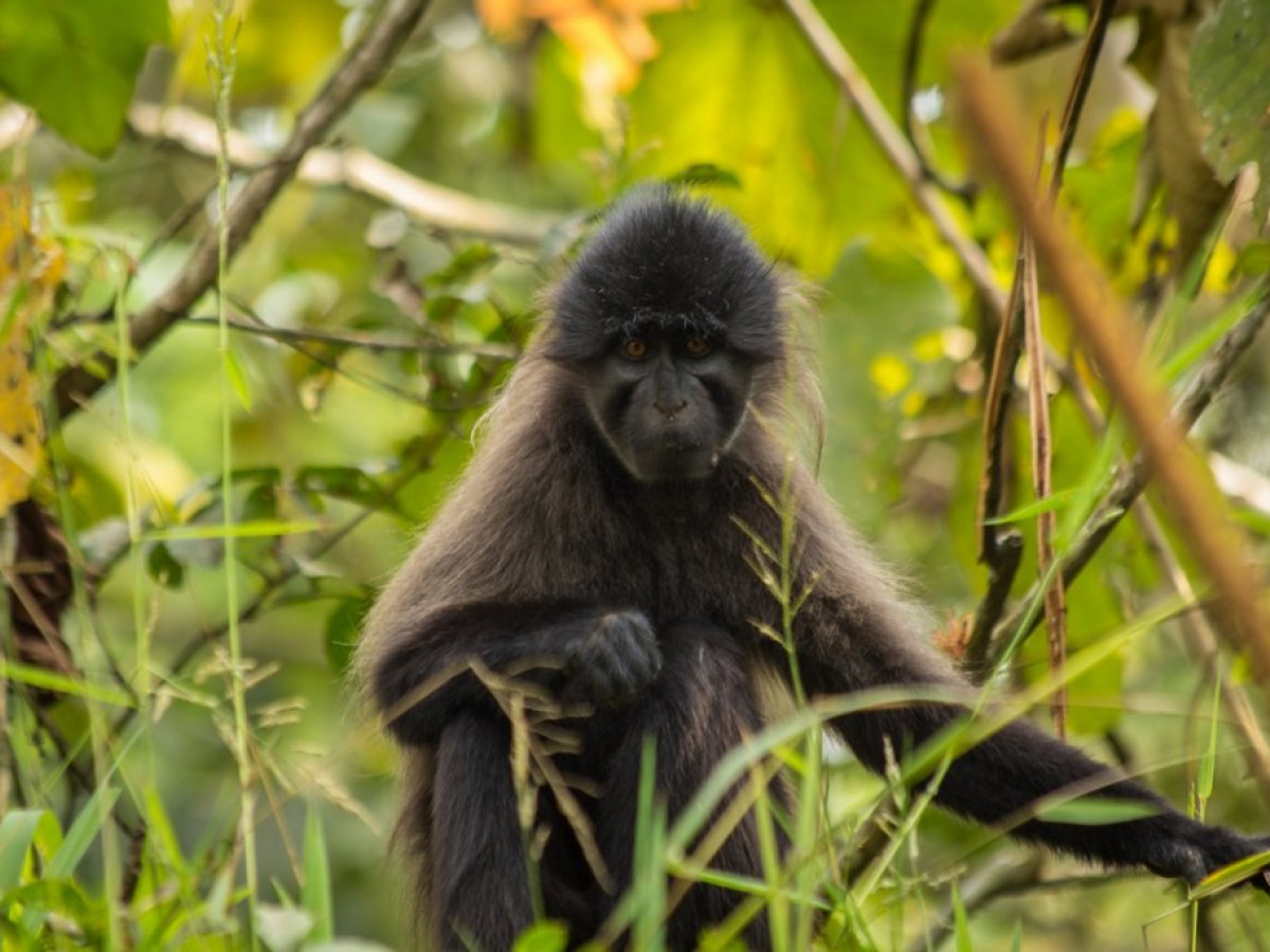 Oeganda Kibali National Park - Undiscovered.nl