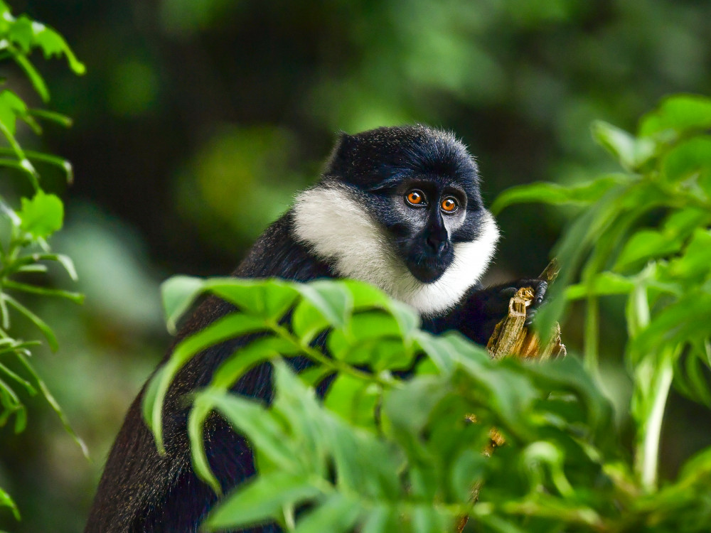 L'Hoest aapje in Oeganda - Undiscovered.nl