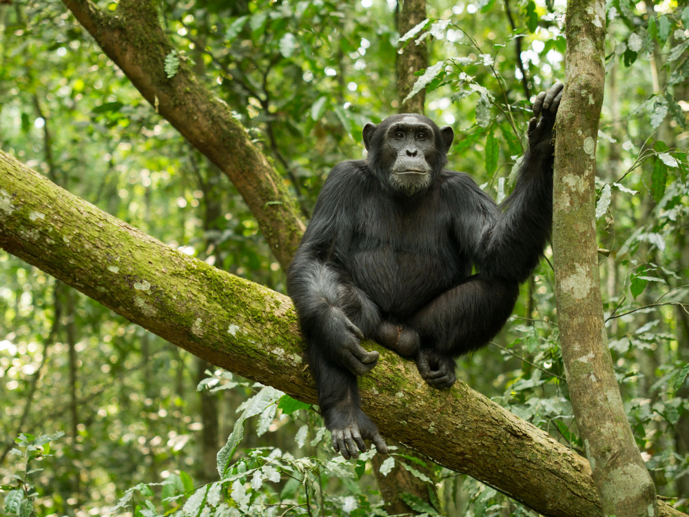 Chimpansee in Oeganda - Undiscovered.nl
