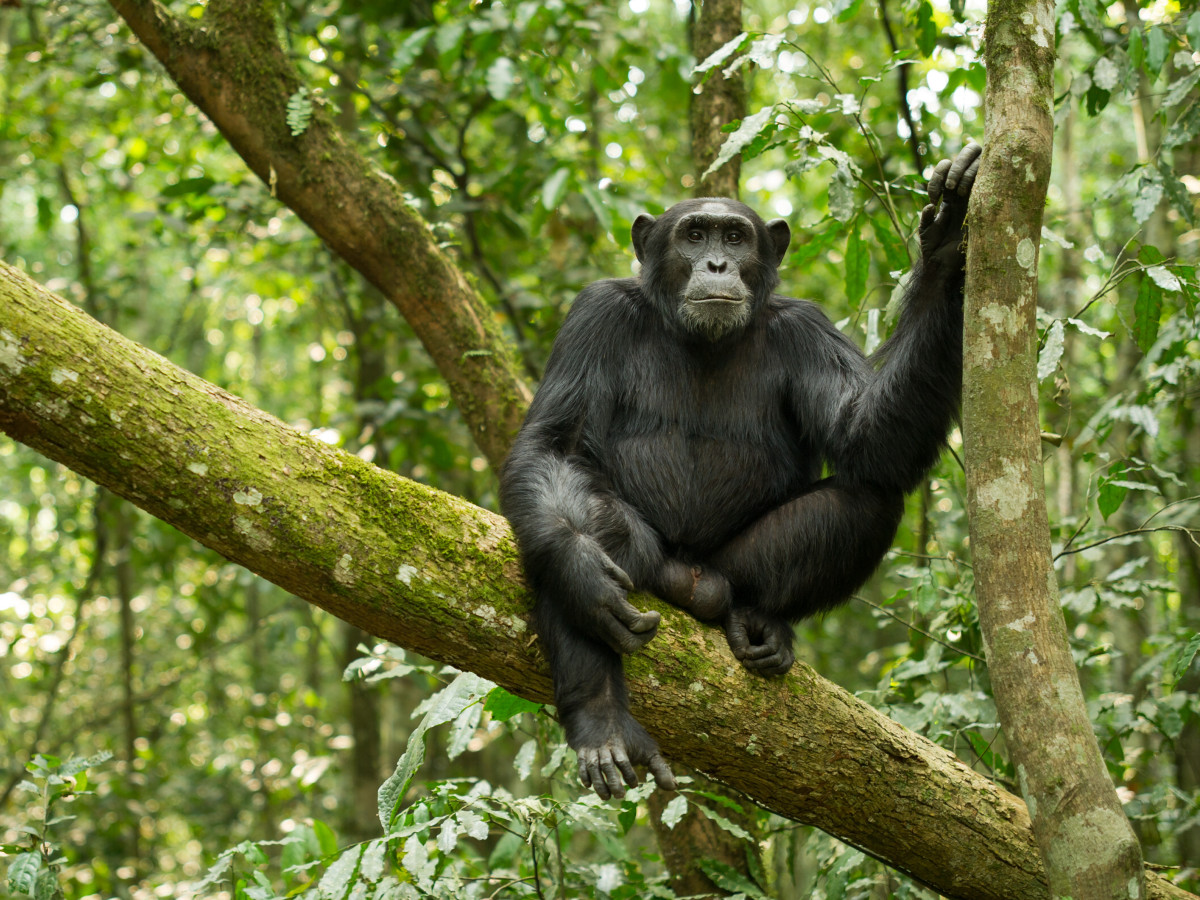 Chimpansee in Oeganda - Undiscovered.nl