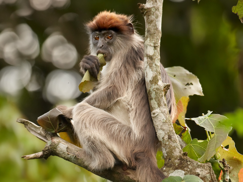Oegandese rode franjeaap in Oeganda - Undiscovered.nl