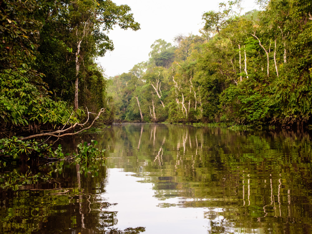 Kinabatangan rivier, Borneo - Undiscovered.nl