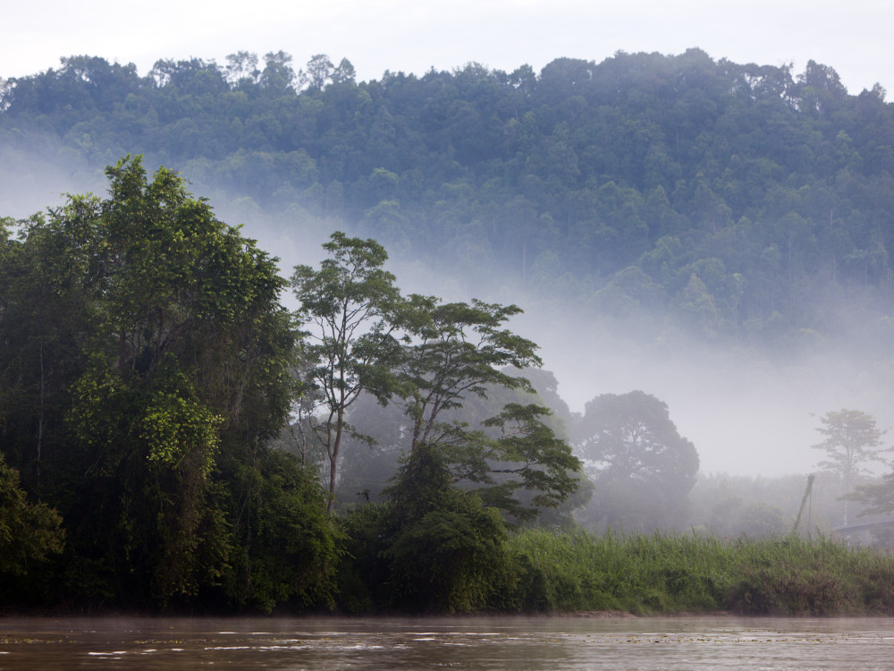 Kinabatangan rivier, Borneo - Undiscovered.nl
