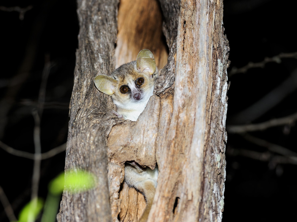 De dwergmuismaki in Madagascar - Undiscovered.nl