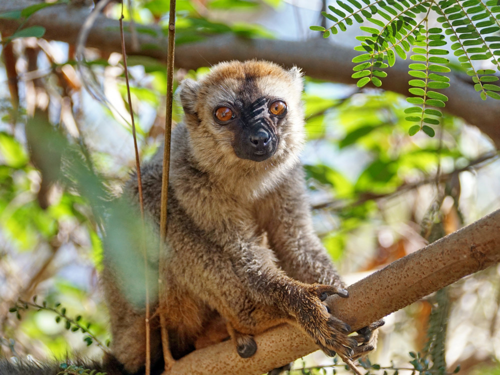 Lemur in Madagascar - Undiscovered.nl