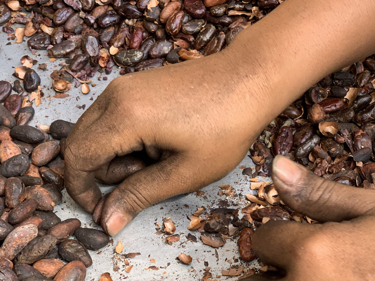 Koffiebonen in Guatemala - Undiscovered.nl
