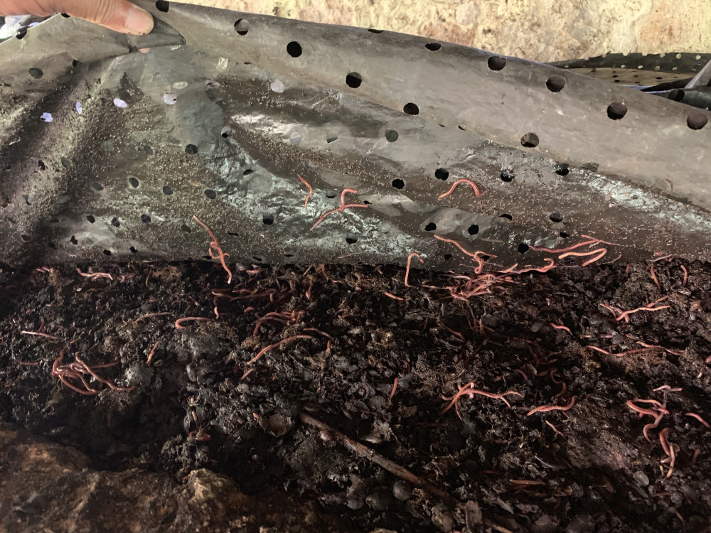 Koffie in Guatemala - Undiscovered.nl