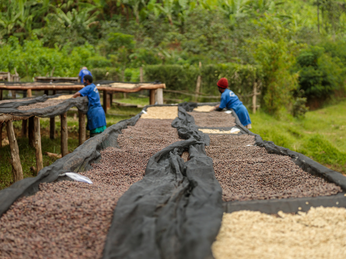 Koffieplantage in Rwanda - Undiscovered.nl