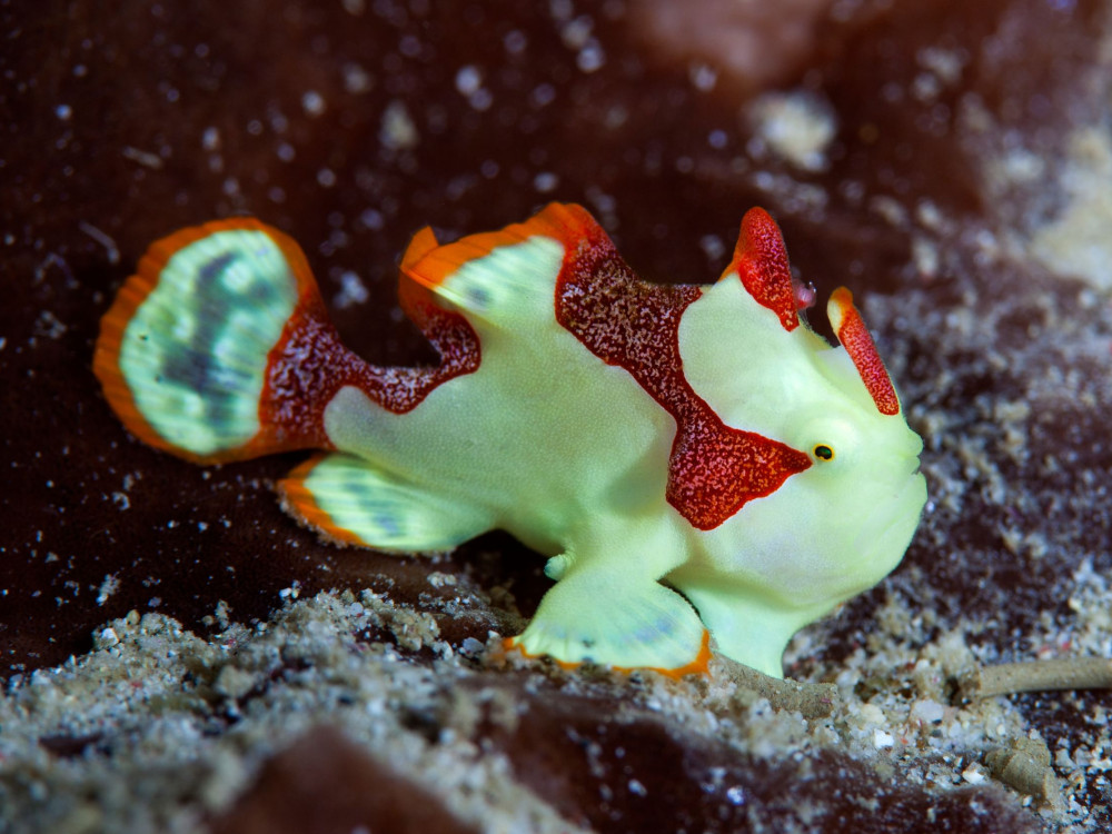 Duiken in Komodo National Park - Undiscovered.nl