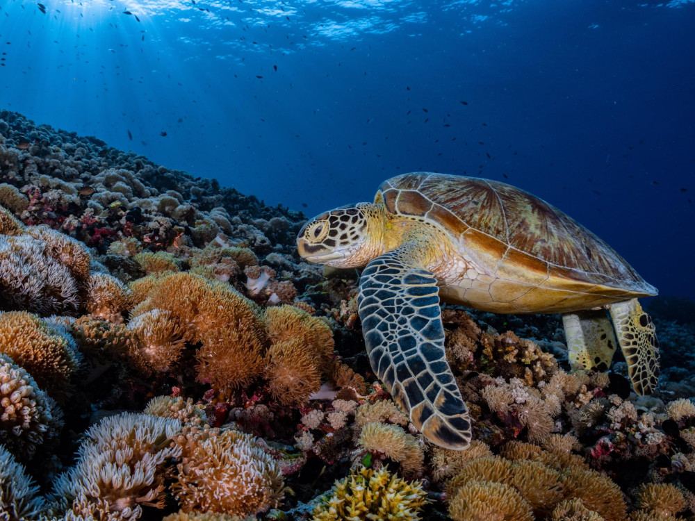 Duiken in Komodo National Park - Undiscovered.nl