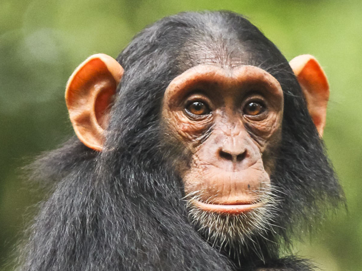 Oeganda Kibali National Park - Undiscovered.nl