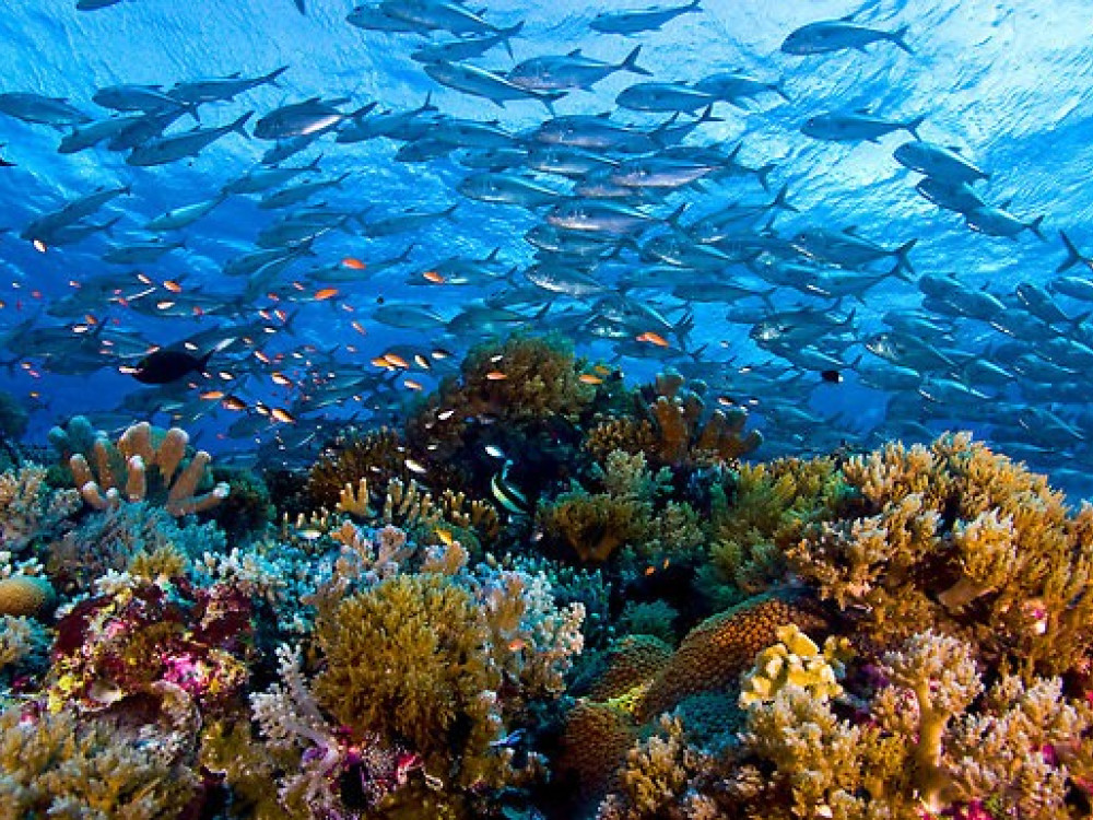 School vissen - Undiscovered.nl