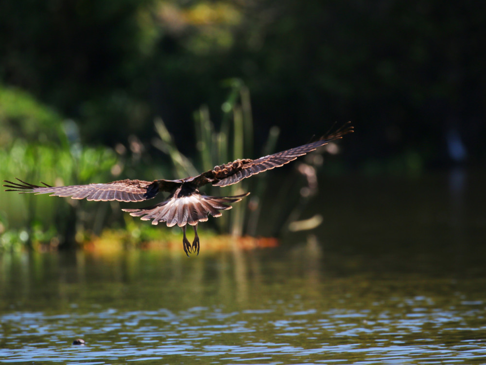 Vogel bij Laguna del Jocotal, El Salvador - Undiscovered.nl