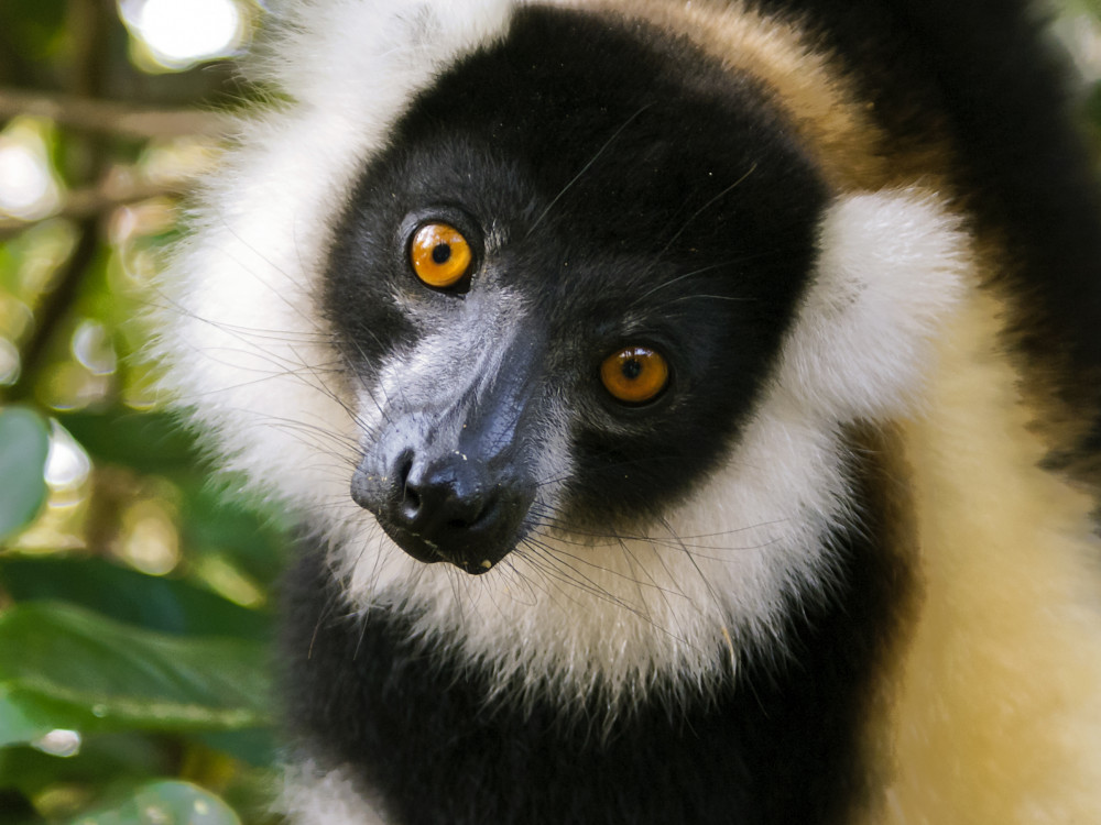 Lemur in Madagascar - Undiscovered.nl