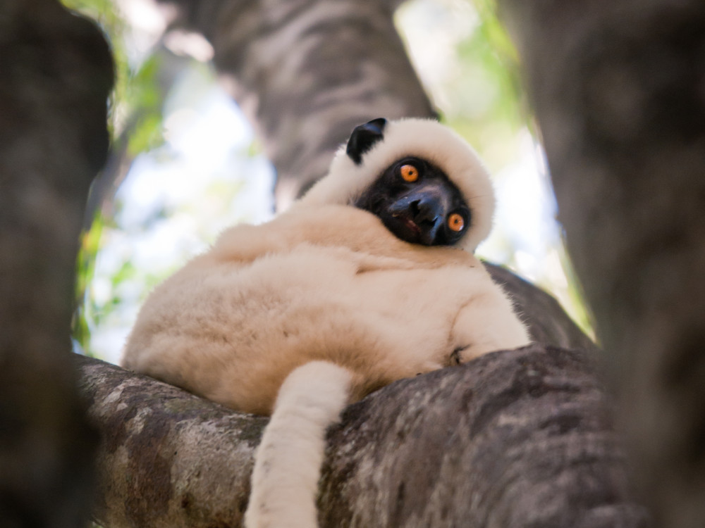 Lemur in Madagascar - Undiscovered.nl