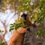 Bruine lemur in een boom in Madagascar - Undiscovered.nl