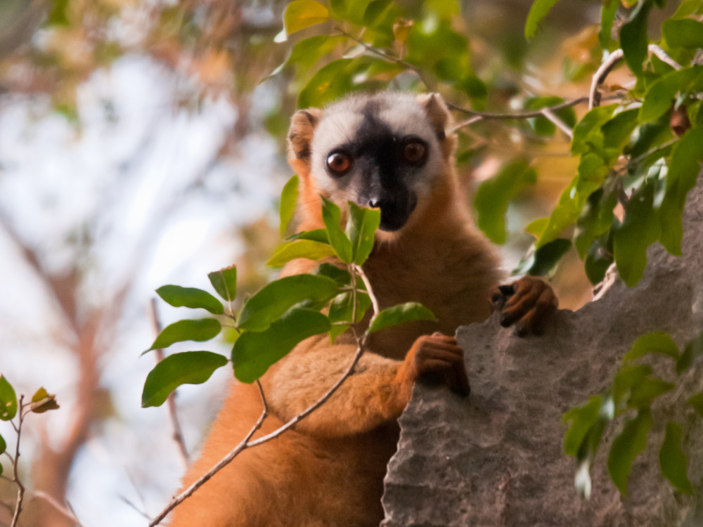 Bruine lemur in een boom in Madagascar - Undiscovered.nl