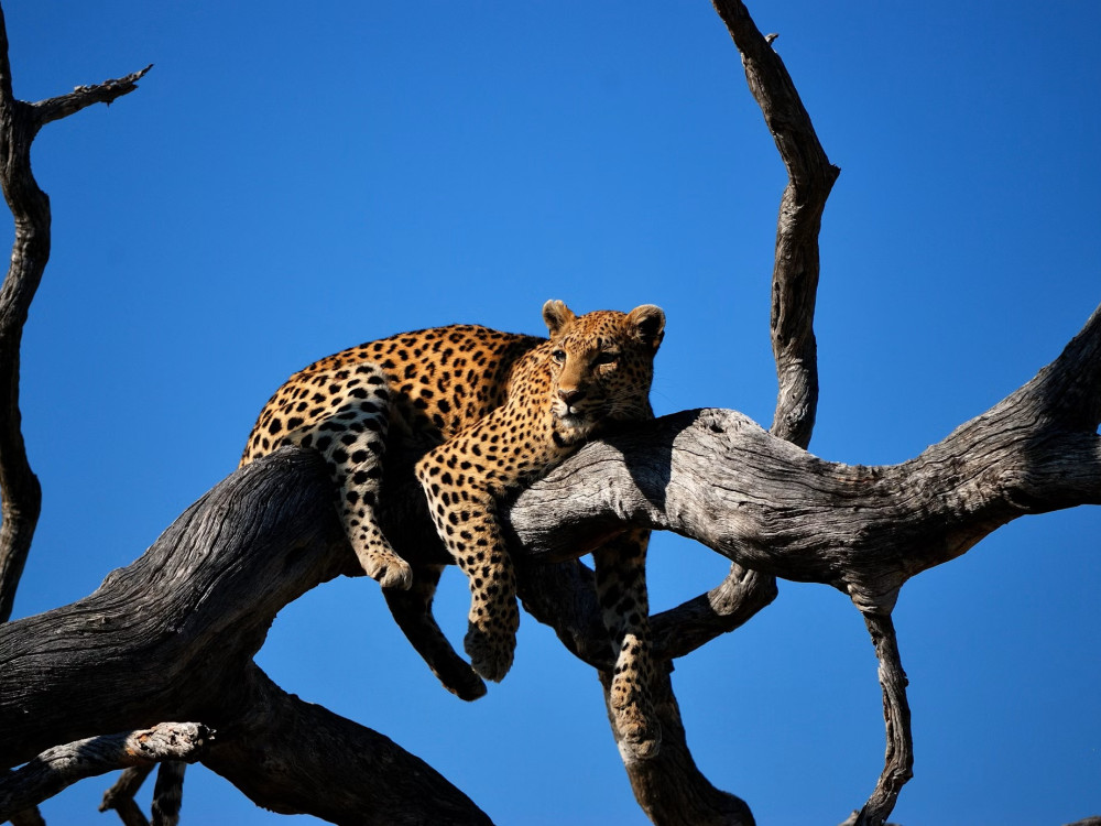 Luipaard in boom, Namibië - Undiscovered.nl