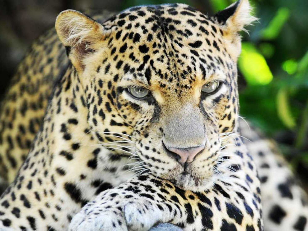 Luipaard in Sri Lanka - Undiscovered.nl