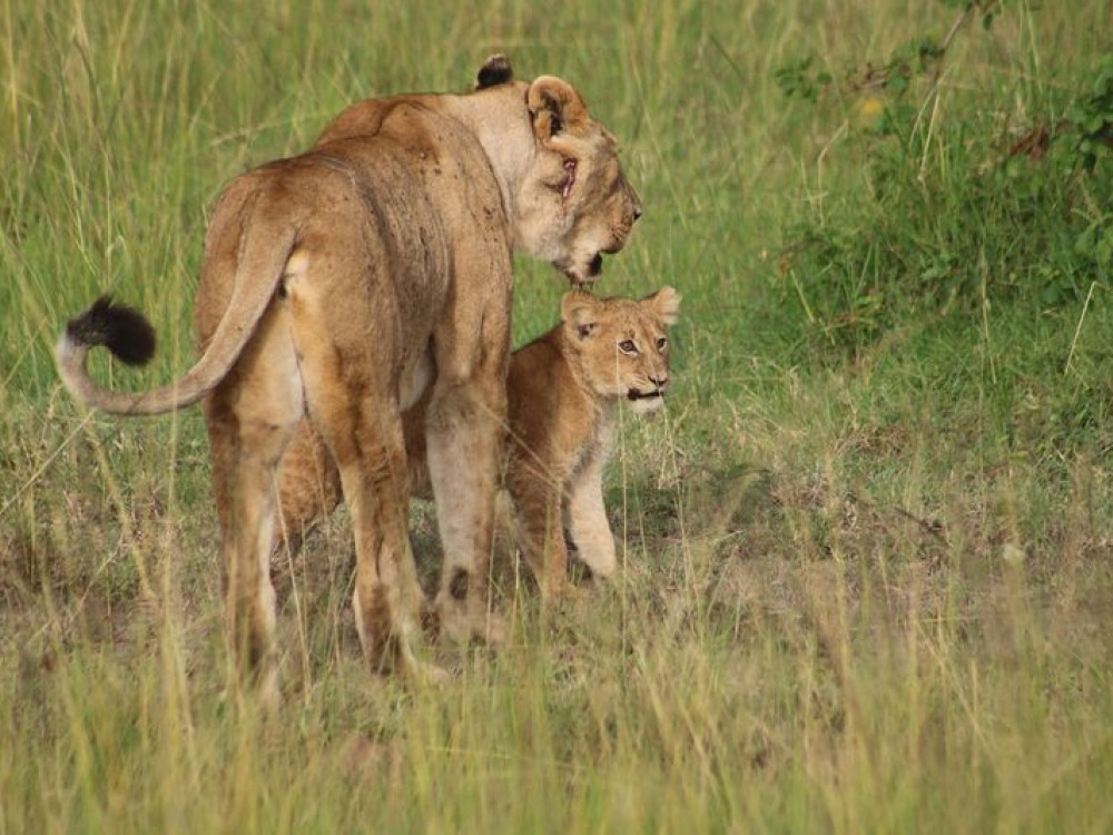 Masai Mara Kenia - Undiscovered.nl
