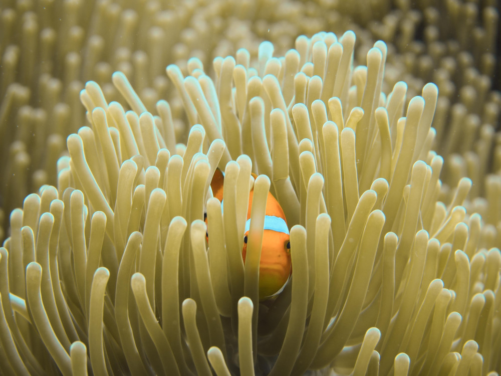 Clown fish Raja Ampat, Iris Uijttewaal - Undiscovered.nl